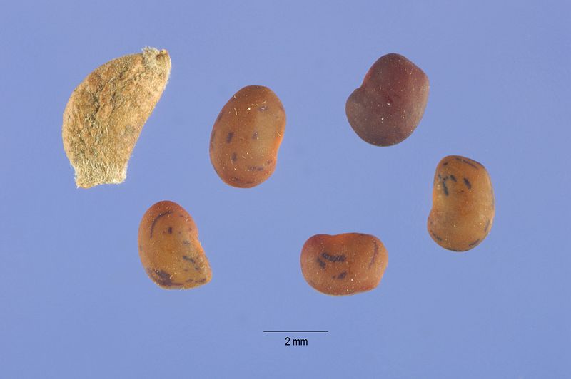 Файл:Alhagi maurorum seeds.jpg