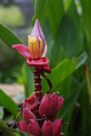 Musa velutina (1).jpg