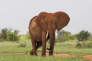 Wildlife Elephant.jpg