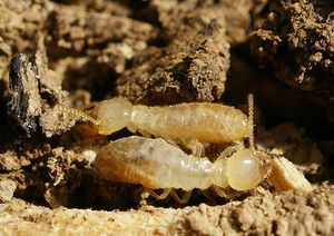 Reticulitermes banyulensis crop.jpg