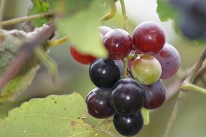 Grape Plant and grapes.jpg