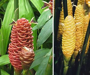 004 cone gingers.jpg