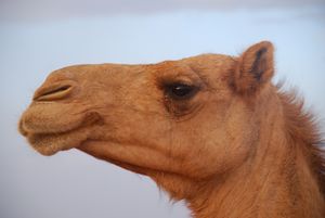 Camelface.jpg