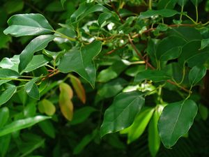 Cinnamomum camphora 002.JPG